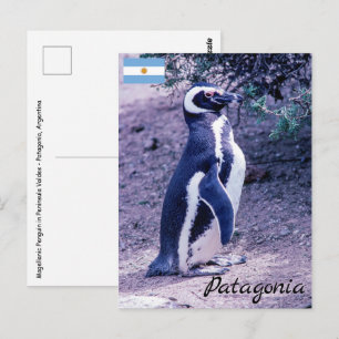 Carte Postale Manchot de Magellan dans la péninsule de Valdés -