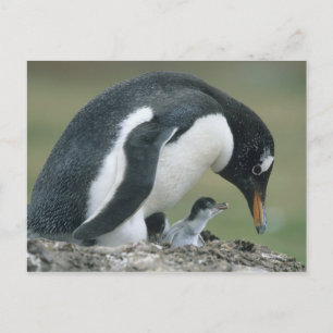 Carte Postale Manchot papou, (Pygoscelis papua), Falkland