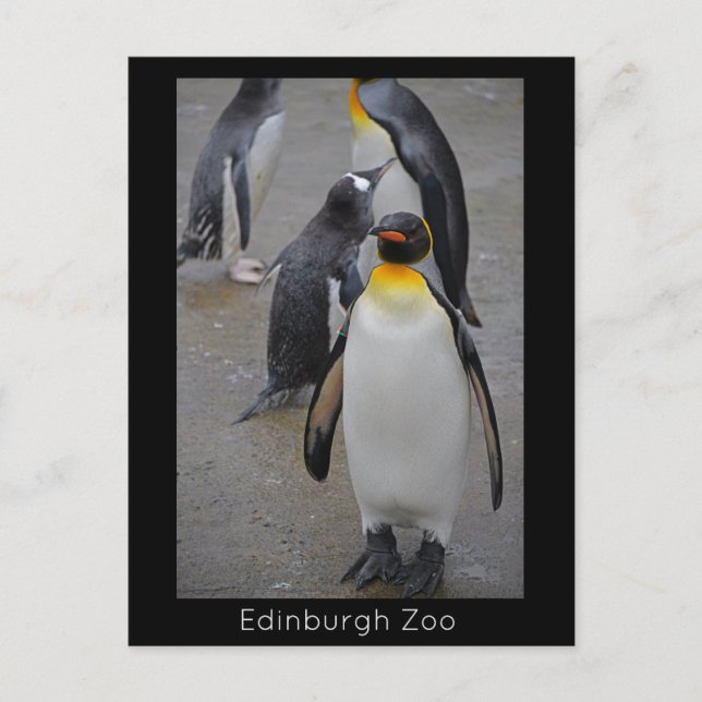 Carte Postale Manchot royal et ses amis, zoo d'Édimbourg, Écosse (Devant)