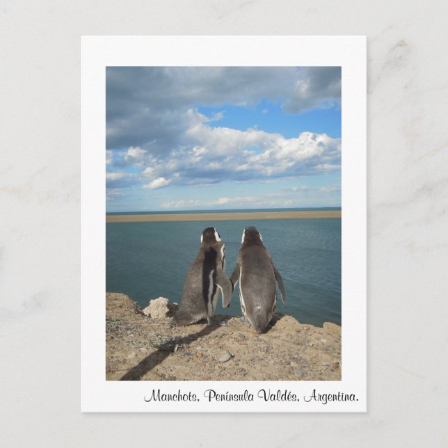 Carte Postale Manchots (Devant)