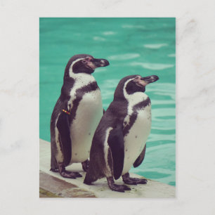 Carte Postale Manchots