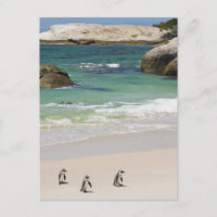 Manchots à Boulders Beach, Simons Town, Afrique du