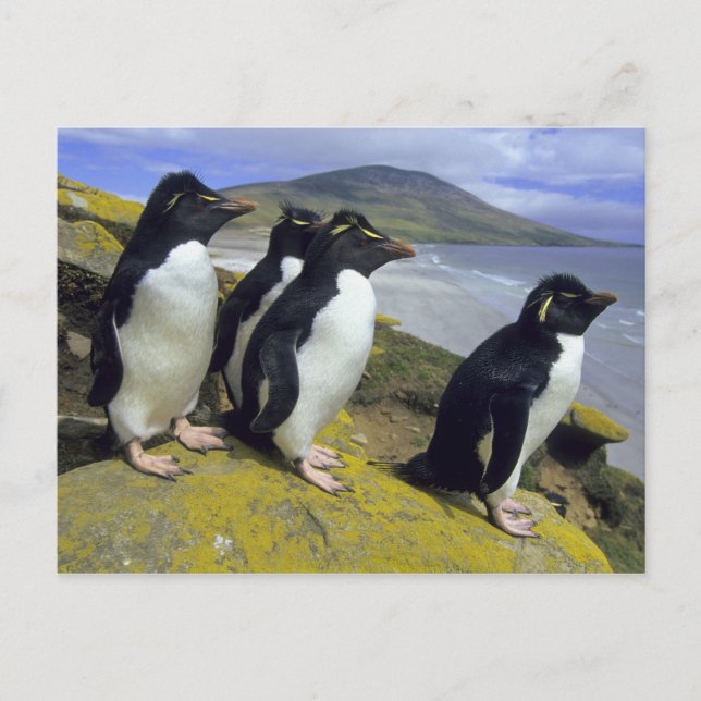 Carte Postale Manchots à tête noire, (Eudyptes chrysocome), (Devant)