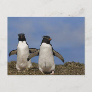 Carte Postale Manchots de Hoppe Eudyptes chrysocome