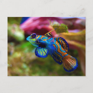 Carte Postale Mandarin Fish Synchiropus Splendidus