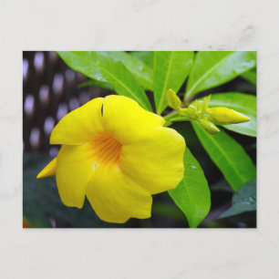 Carte Postale Mandevilla jaune soleil