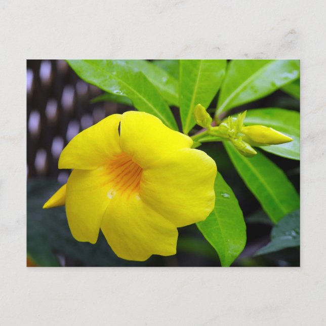 Carte Postale Mandevilla jaune soleil (Devant)
