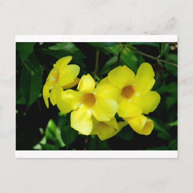 Carte Postale Mandevilla.JPG (Devant)