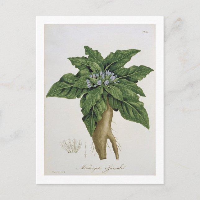 Carte Postale Mandragora Officinarum de 'Phytographie Medicale (Devant)
