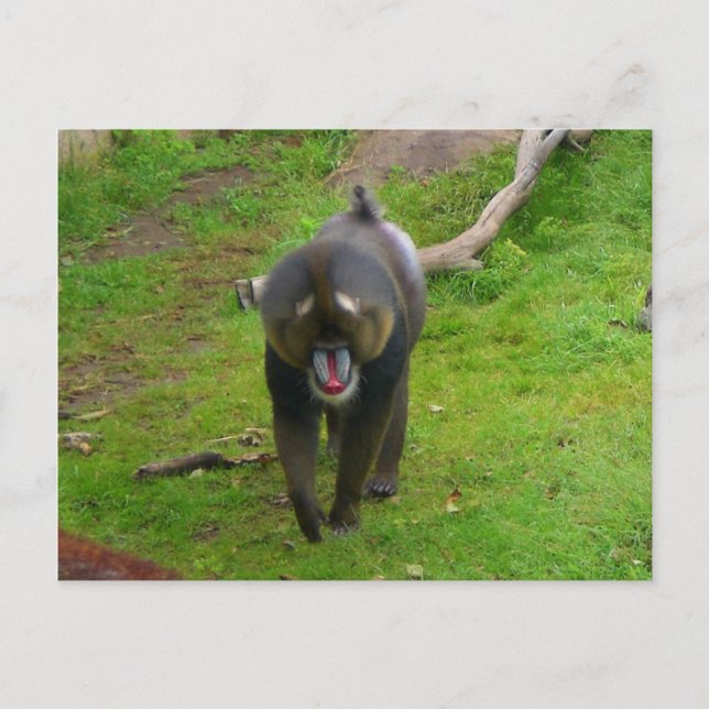 Carte postale Mandrill (Devant)