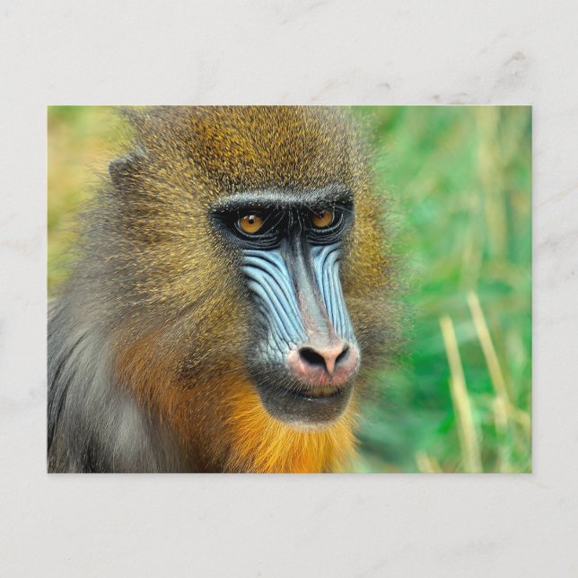 Carte Postale Mandrill 002 (Devant)