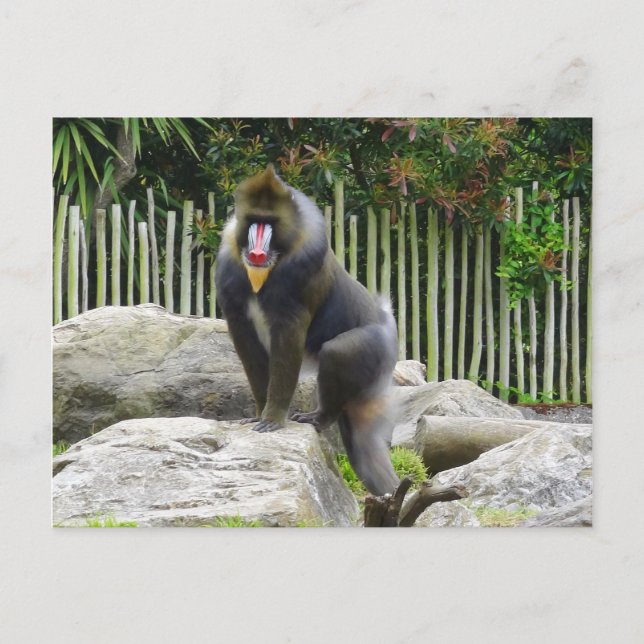 Carte postale Mandrill #8 (Devant)