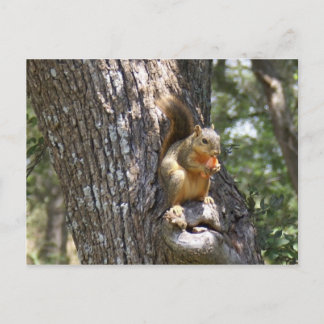 Carte Postale Mange tes carottes