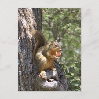 Carte Postale Mange tes carottes