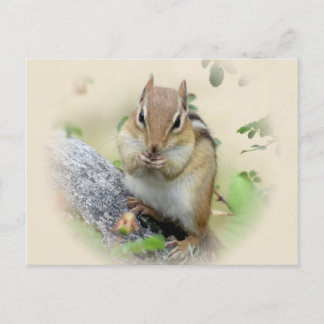 Carte Postale Manger Chipmunk