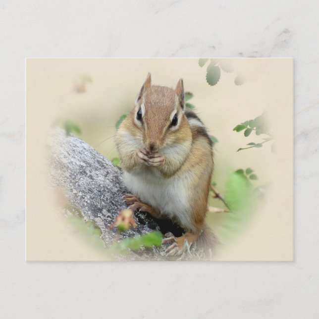 Carte Postale Manger Chipmunk (Devant)