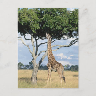 Carte Postale Manger de girafe