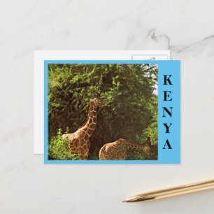Carte Postale Manger des girafes