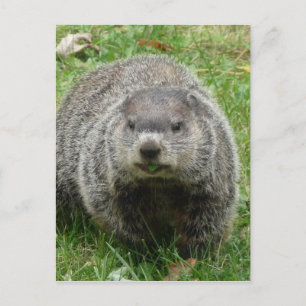 Carte Postale Manger des marmottes