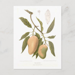 Carte Postale Mango