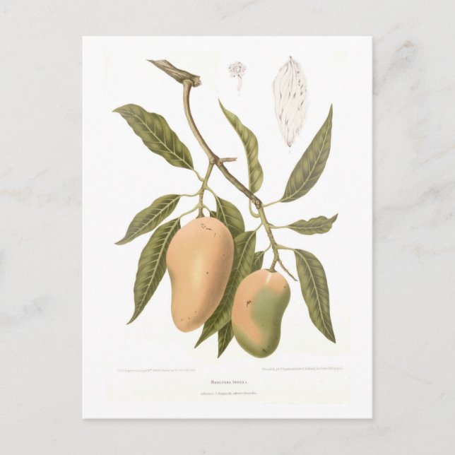 Carte Postale Mango (Devant)