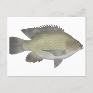 Carte Postale Mango Tilapia