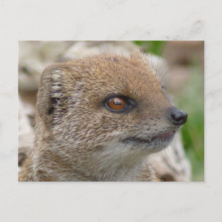 Carte Postale Mangoisse jaune