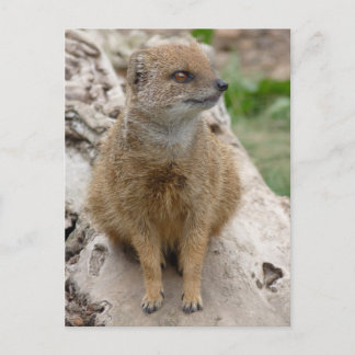 Carte Postale Mangoisse jaune