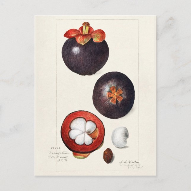 Carte Postale Mangosteens (Garcinia Mangostana) Peinture aux fru (Devant)
