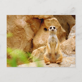 Carte Postale Mangouste se tenant grande