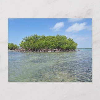 Carte Postale Mangrove de Bonaire
