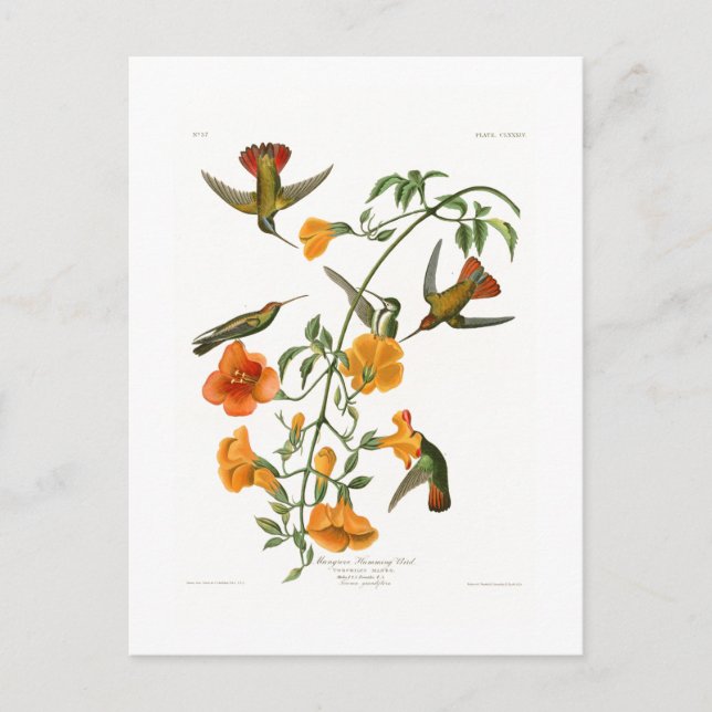 Carte Postale Mangrove Humming Bird Audubon Birds of America (Devant)