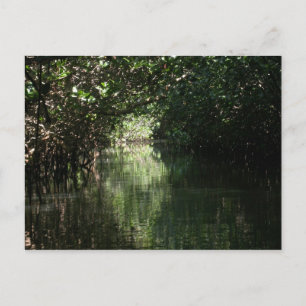 Carte Postale Mangrove, Tenacatita, Mexique