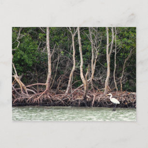 Carte Postale Mangroves de Floride