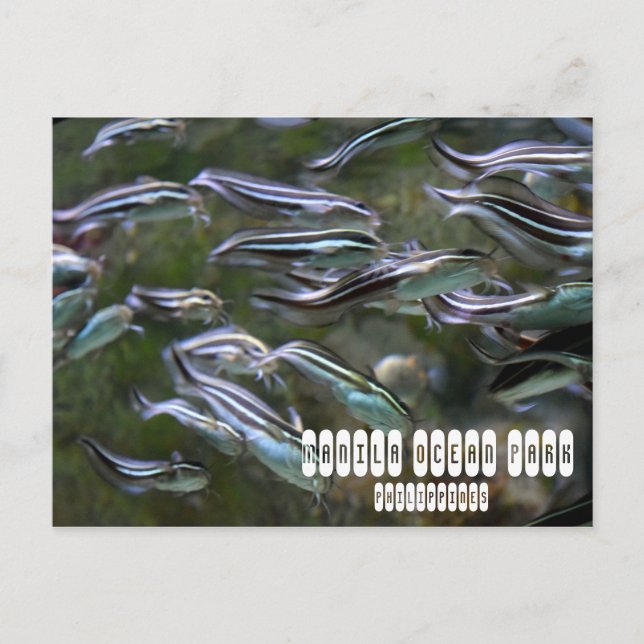 Carte Postale Manille Ocean Park (Devant)