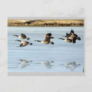 Carte postale manquante