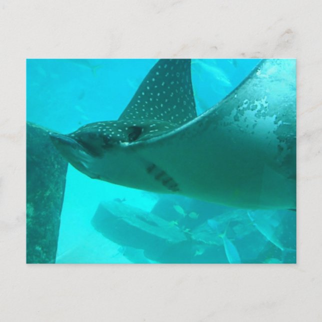 Carte postale Manta Ray (Devant)