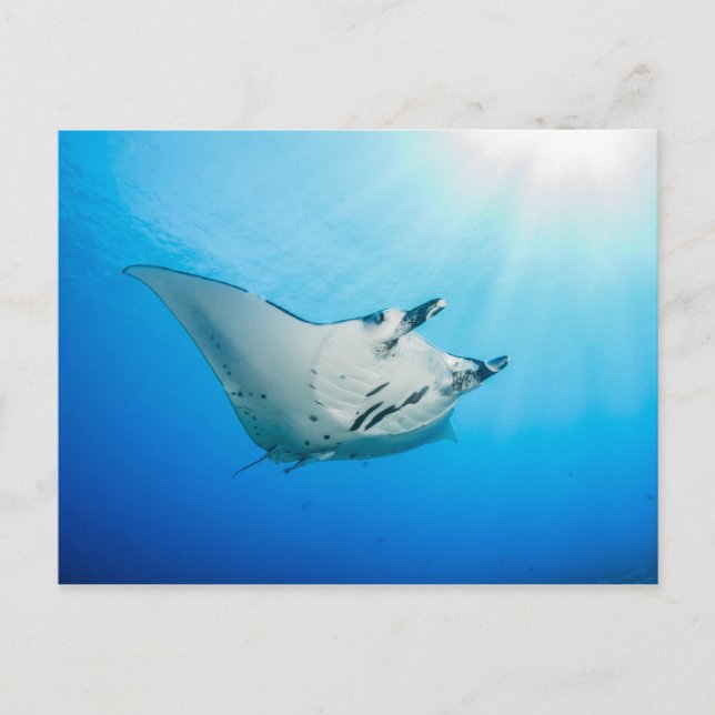 Carte postale, Manta ray マ ン タ レ イ (Devant)