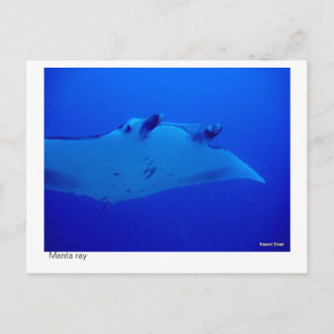 Carte Postale manta ray postcard - 03