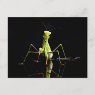 Carte Postale Mante priante