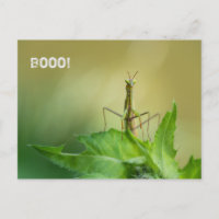 Carte postale mante priante