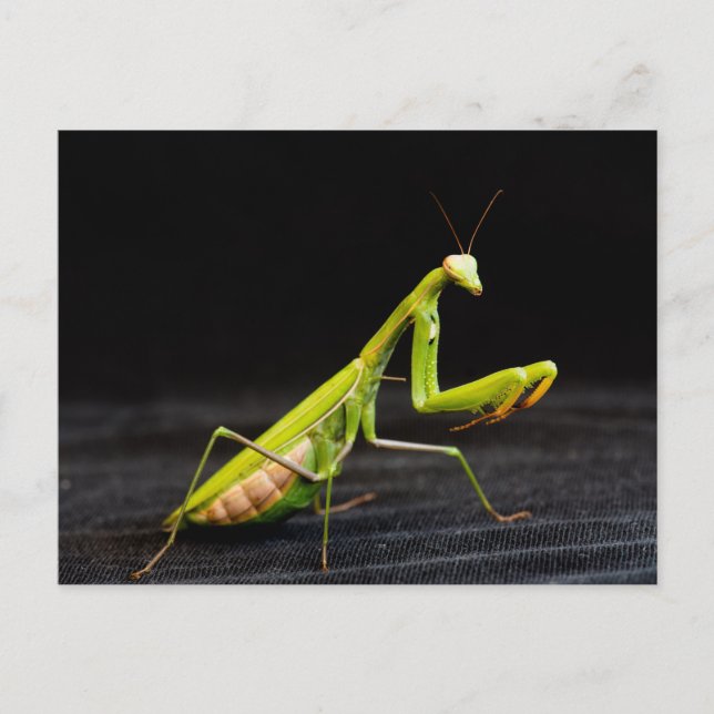 Carte Postale Mante religieuse (Devant)