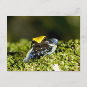 Carte Postale Mantella à oreilles noires, Mantella expectata, 2