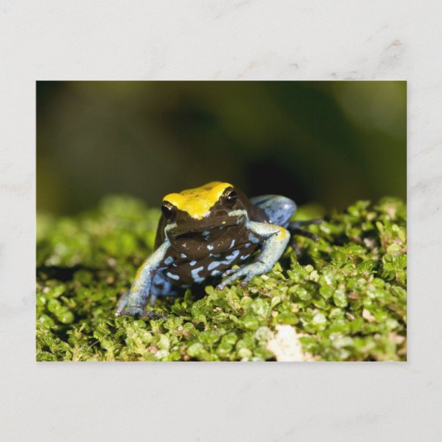 Carte Postale Mantella à oreilles noires, Mantella expectata, 2 (Devant)