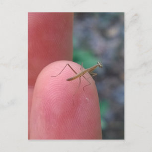 Carte Postale Mantis de prière bébé sur doigt