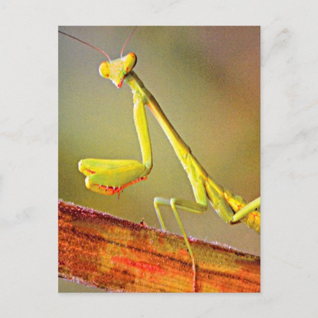 Carte Postale Mantis du Connecticut (Devant)