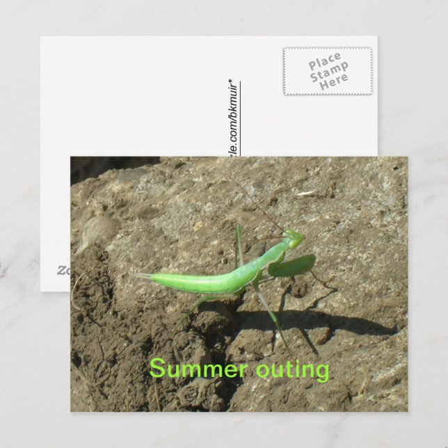 Carte postale - Mantis en prière (Devant / Derrière)