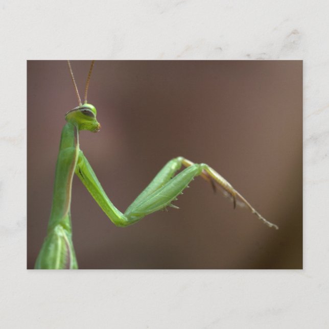 Carte Postale Mantis religiosa (Devant)