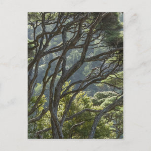 Carte Postale Manuka Tree Forest Nouvelle-Zélande