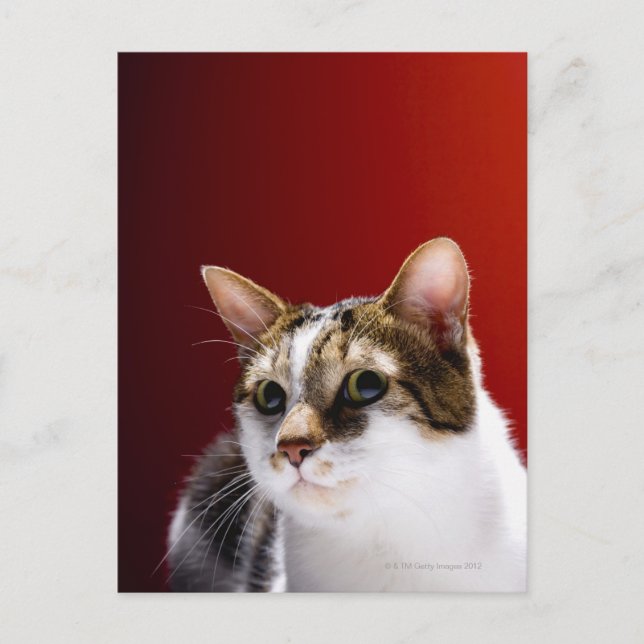 Carte Postale Manx cat (Devant)